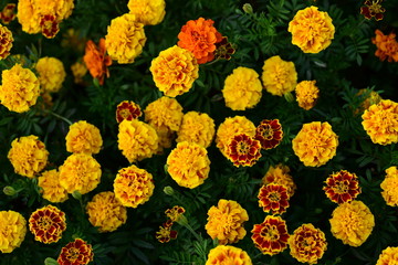 Beautiful yellow chrysanthemum blossoms in the garden