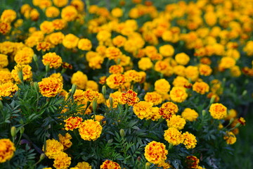 Beautiful flowers in the garden Blooming in the summer.Landscaped Formal Garden