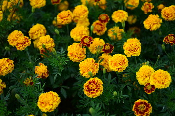 Beautiful yellow chrysanthemum blossoms in the garden