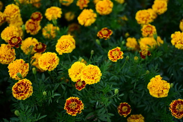 Beautiful yellow chrysanthemum blossoms in the garden