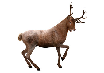 3D Rendering Male Deer on White