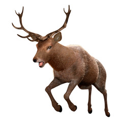 3D Rendering Male Deer on White