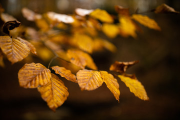 Herbstblätter romantisch
