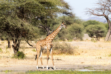 Giraffe close up, Tarangire National Park, Tanzania
