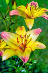 Beautiful blooming buds of Cancun Asiatic Lily in the garden