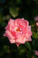 pink rose with water drops