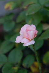 pink rose in the garden