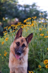  dog in yellow colors
