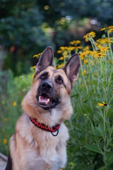  dog in yellow colors