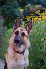  dog in yellow colors