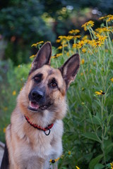  dog in yellow colors
