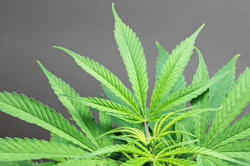 Cannabis_leaf