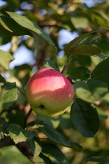 ripe red apples on a tree
