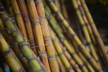 Jamaican Sugar Cane