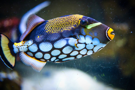 Pesci d'acquario, macro