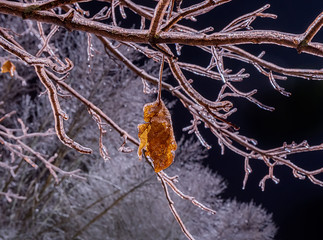Night photo of trees covered with white magical hoarfrost and sparkling sparkling ice, winter night fairy tale.