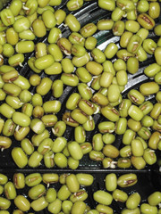 mung beans in a sprouts grower