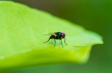 fly on leaf