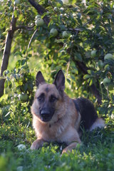  dog under the apple tree in the garden