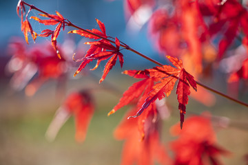 Nice red maple leaves  nature background abstract macro close up autumn