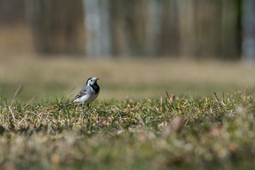 A white wagtail before lunch. Spotting bugs and waiting to get to them closer.