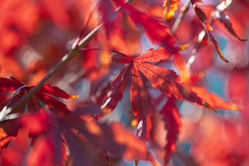 Nice red maple leaves  nature background abstract macro close up autumn