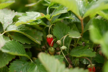  small strawberries