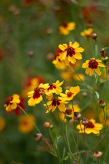  yellow flowers in the garden