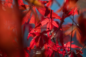Nice red maple leaves  nature background abstract macro close up autumn