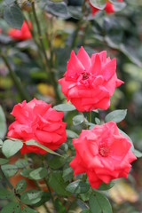 Fototapeta na wymiar light red roses