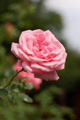  pink rose in the garden