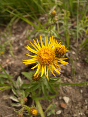 Inula salicina
