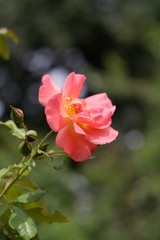  pink rose in the garden