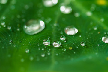 water drops on green grass