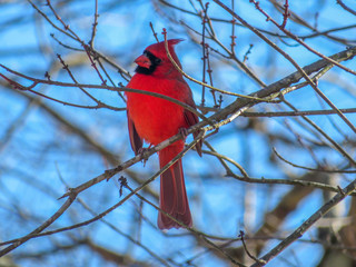 Holiday cardinal