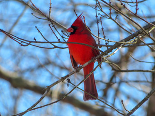 Holiday cardinal