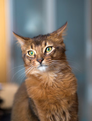 fluffy red cat with green eyes (Somali breed)