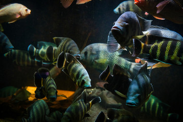 Grossi ciclidi africani in acquario