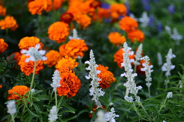 Beautiful flowers in the garden Blooming in the summer.Landscaped Formal Garden