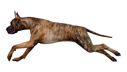 Obraz na płótnie Canvas 3D Rendering Great Dane Dog on White