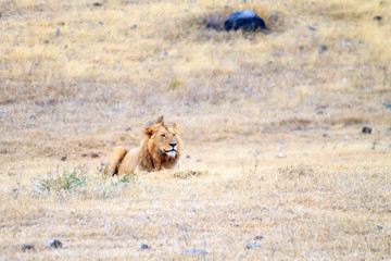 Lion on Ngorongoro Conservation Area crater, Tanzania
