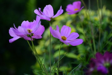 Obraz premium sunlight and cosmos flower on field with vintage toned.