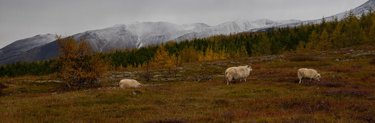 Obraz premium Icelandic Sheep with the fall colors