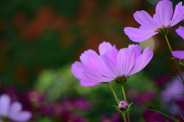Obraz premium sunlight and cosmos flower on field with vintage toned.