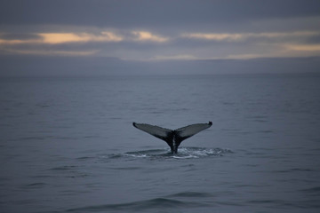 Humpback wale tail