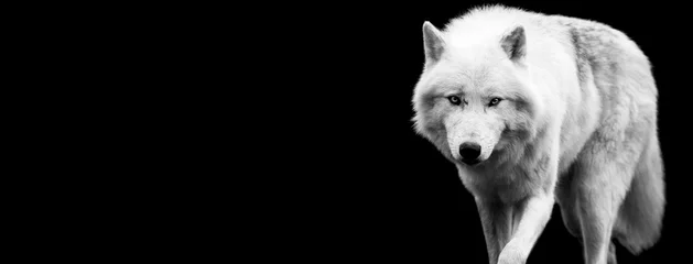 Foto auf Acrylglas Weißer Wolf mit schwarzem Hintergrund © AB Photography