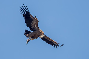 Griffon Vulture Flying