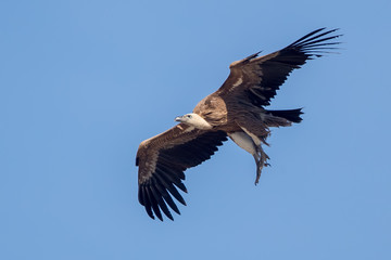 Fototapeta premium Griffon Vulture Flying