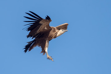 Griffon Vulture Flying