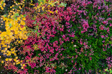 Icelandic fal colors